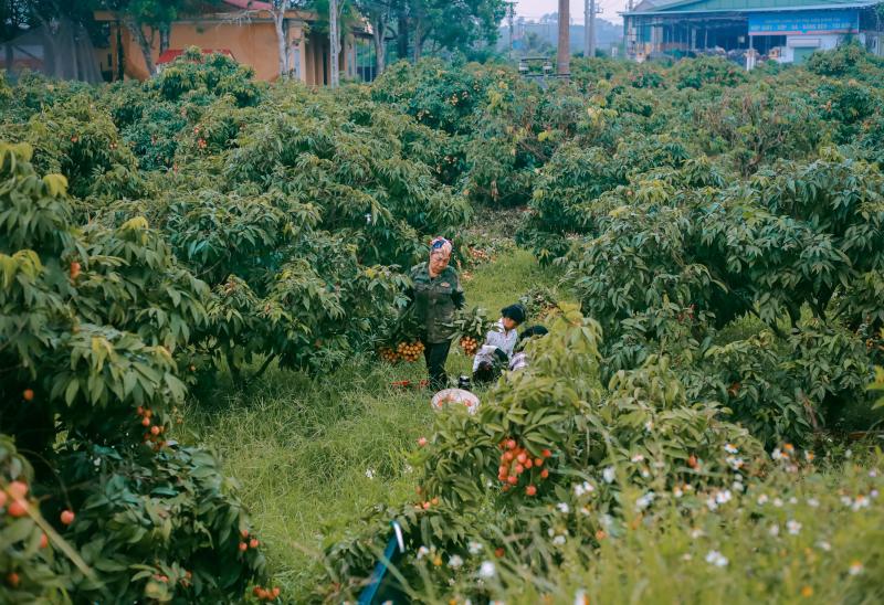 mua vai Bac Giang anh 1