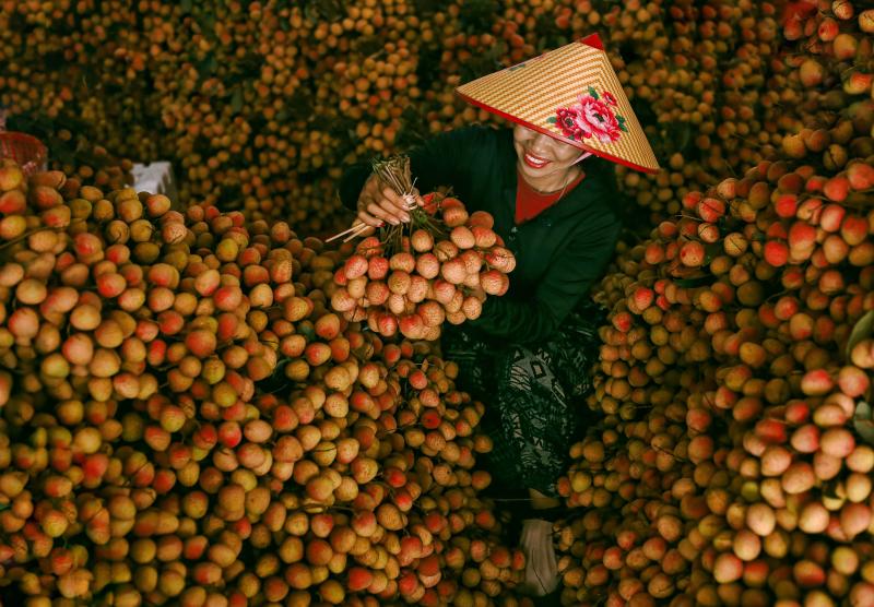 mua vai Bac Giang anh 16