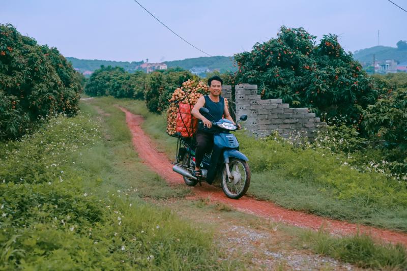 mua vai Bac Giang anh 10