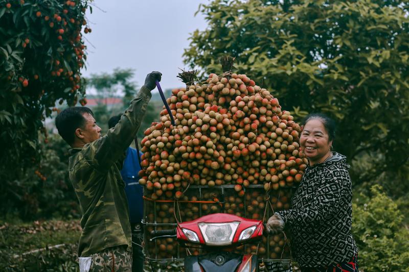 mua vai Bac Giang anh 11