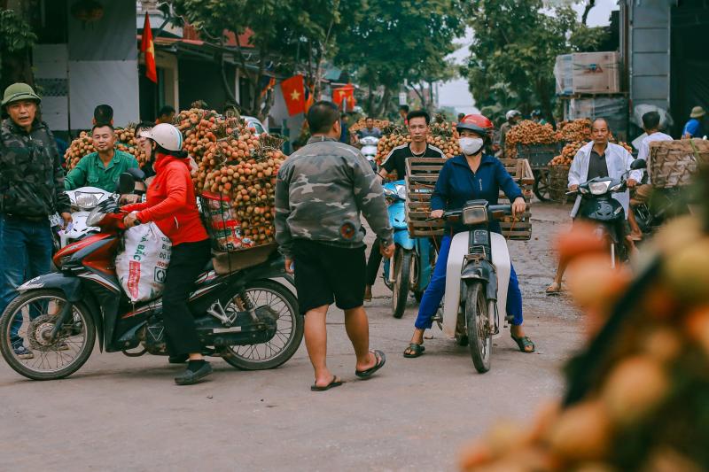 mua vai Bac Giang anh 12