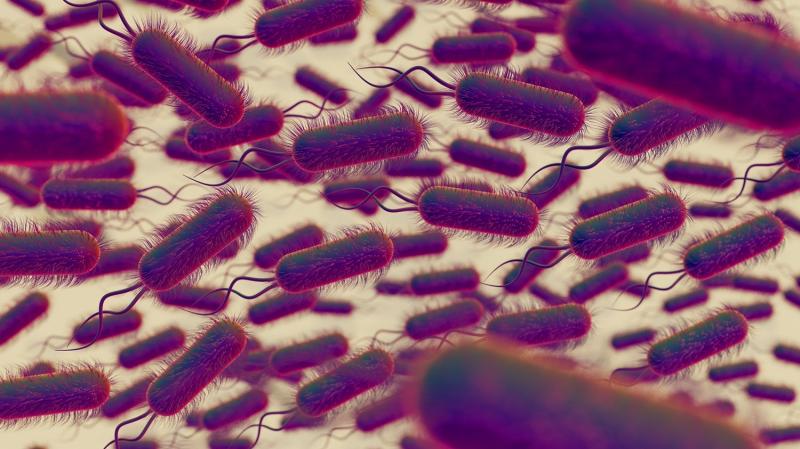 Salmonella anh 1