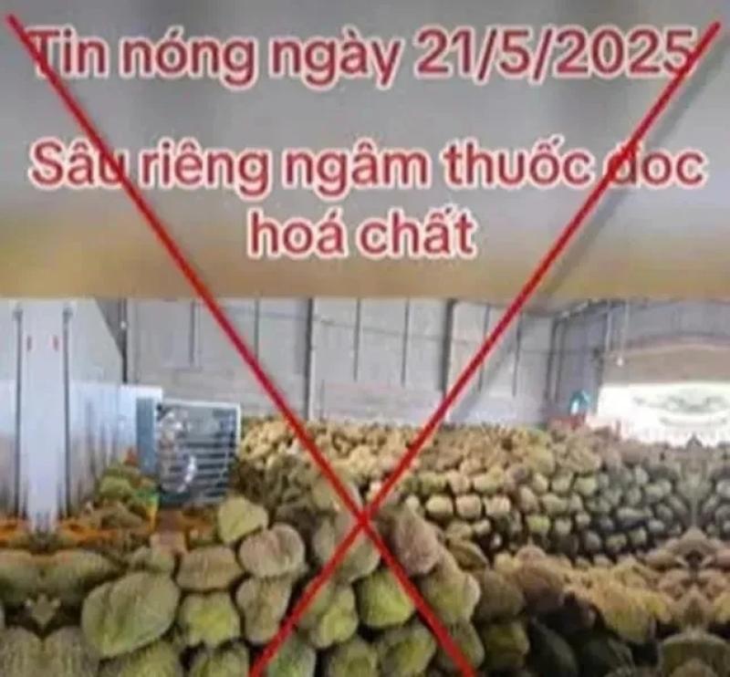 sau rieng viet nam anh 2