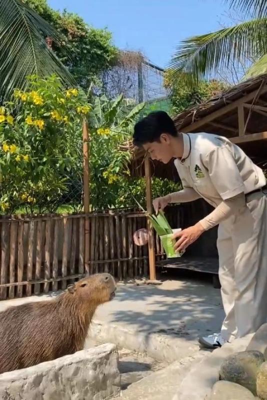 nam than safari Viet Hoang anh 3