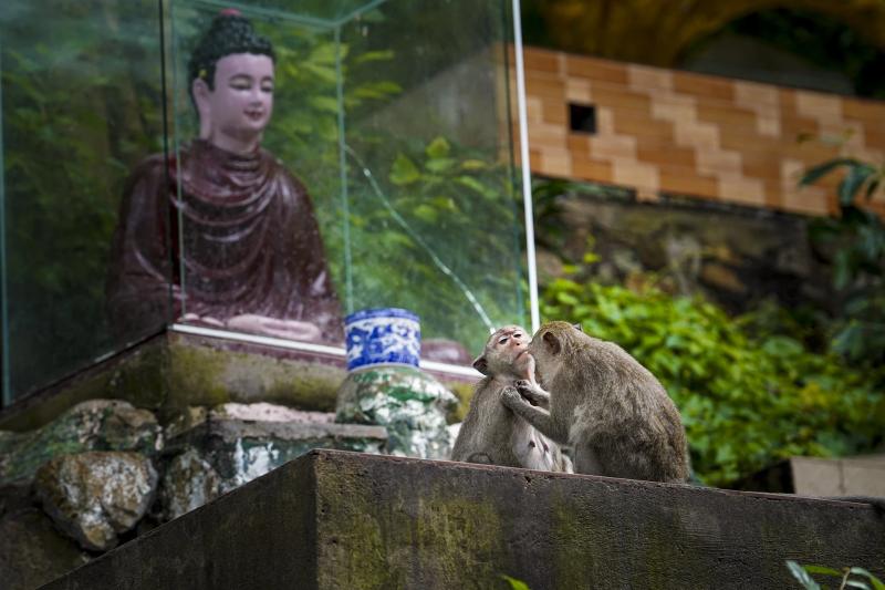 dan khi chua tam bao anh 12