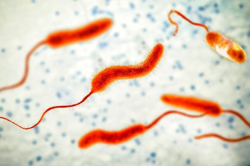 Vibrio vulnificus anh 2