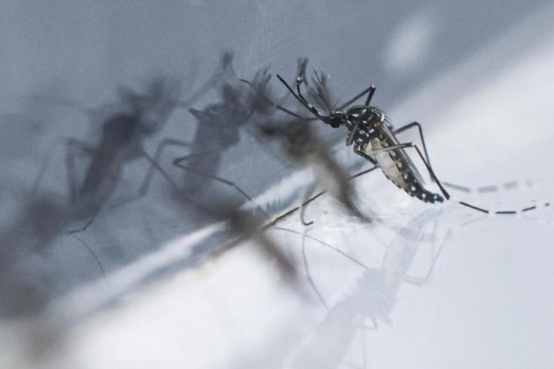 dich benh Chikungunya anh 1