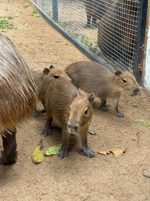 capybara anh 2
