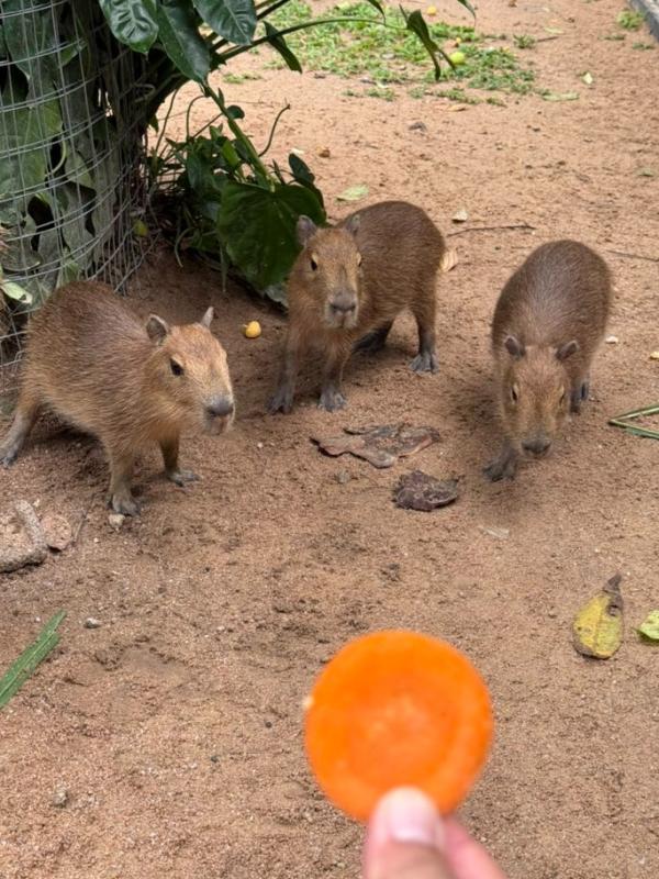 capybara anh 3
