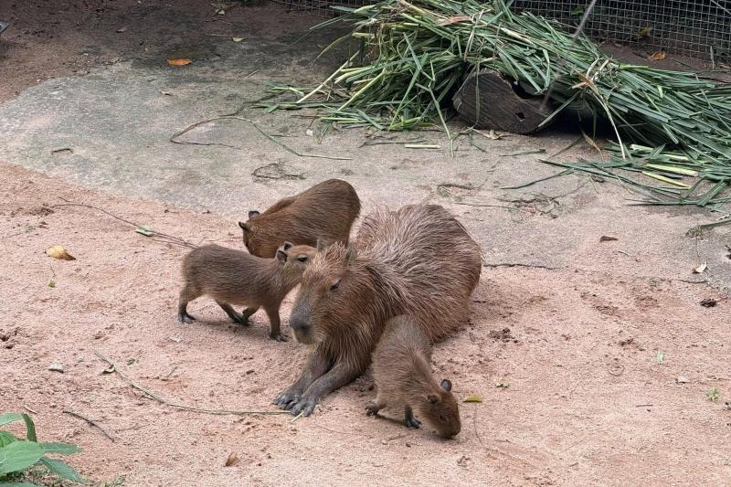 capybara anh 1
