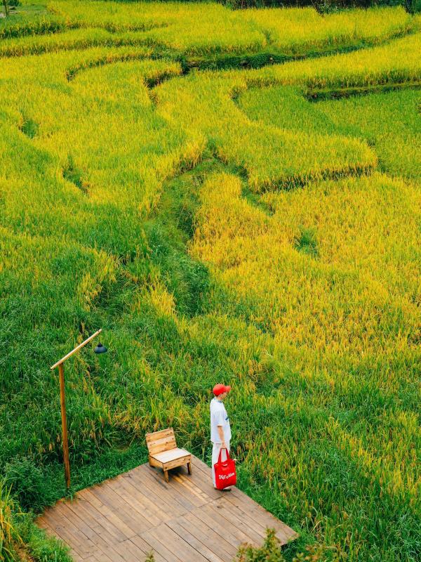 mua lua Tay Bac anh 14