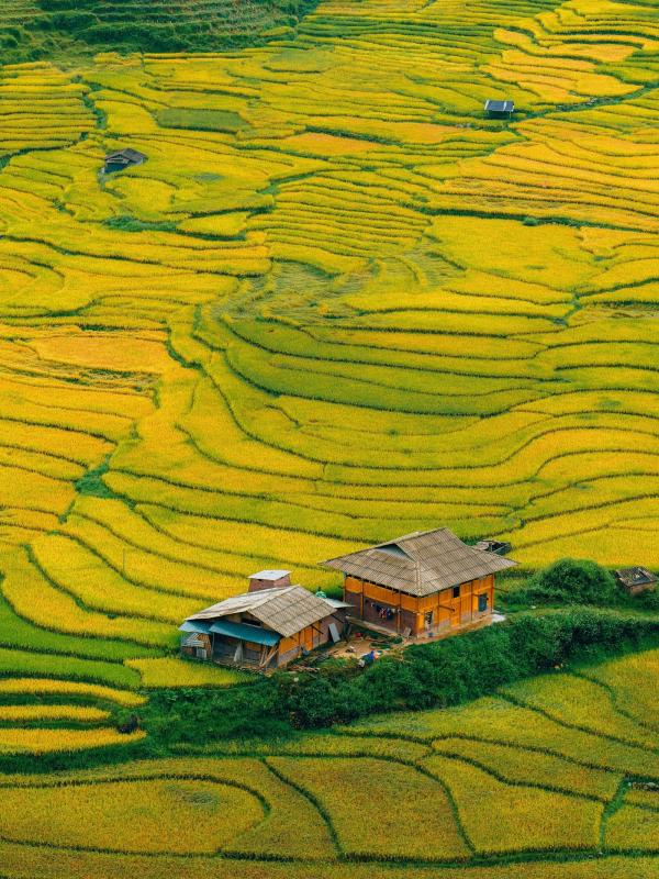 mua lua Tay Bac anh 16