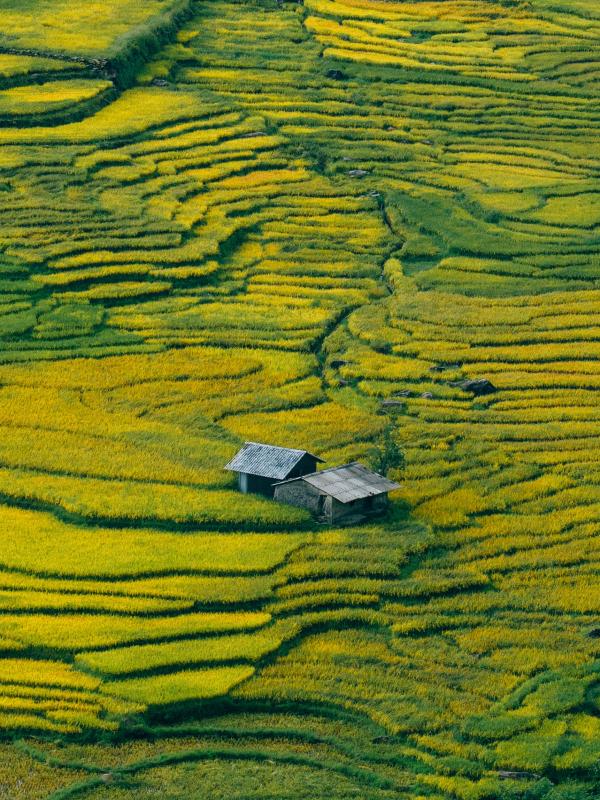 mua lua Tay Bac anh 4