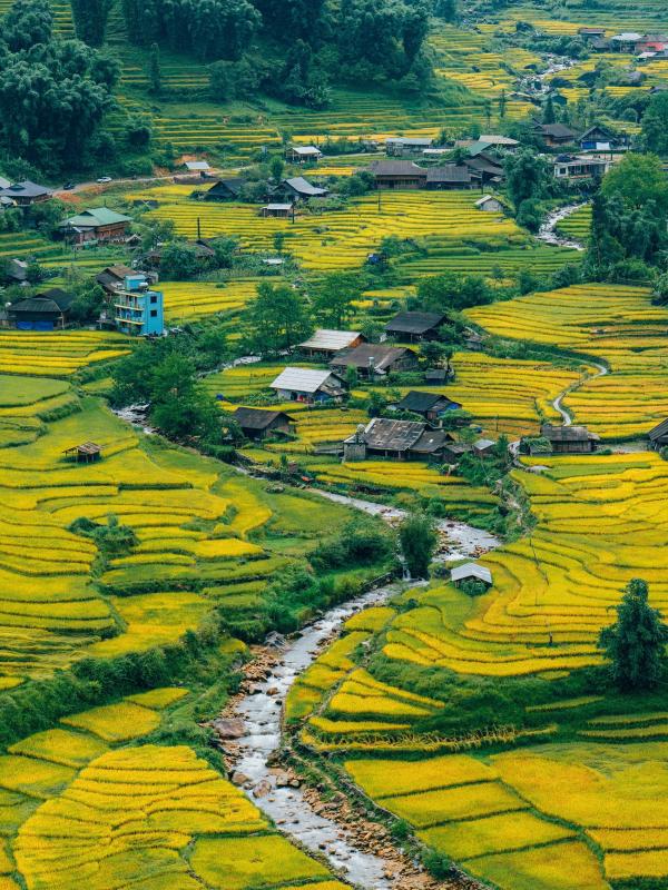 mua lua Tay Bac anh 19