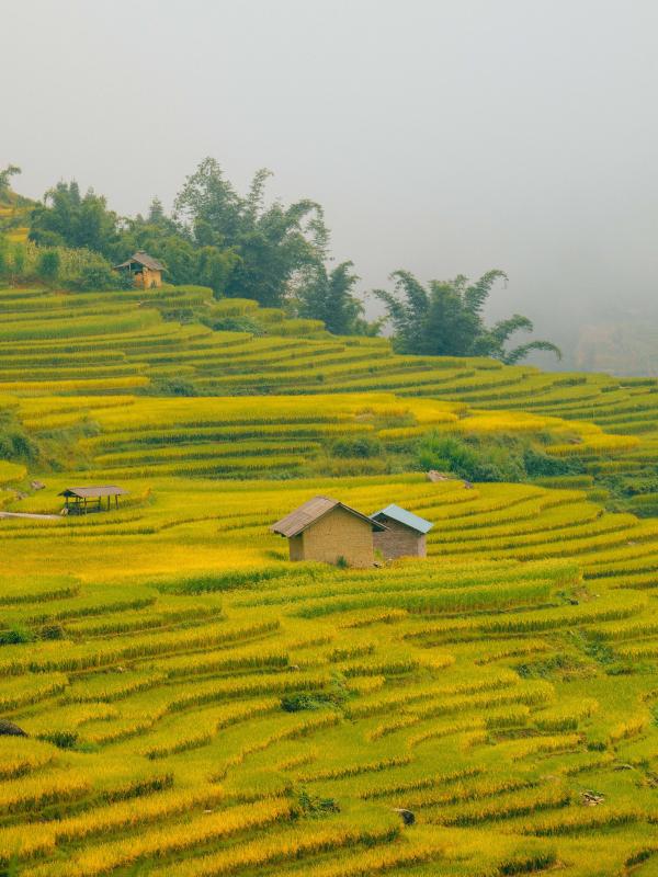 mua lua Tay Bac anh 22
