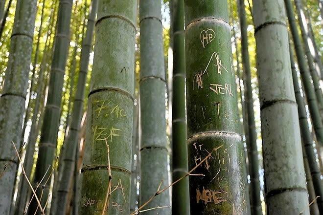 rung tre Arashiyama anh 1