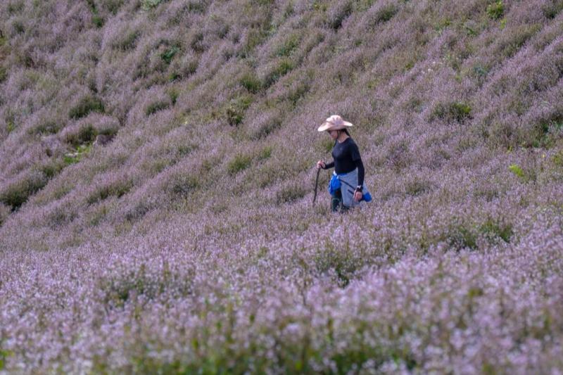 Mu Cang Chai anh 4