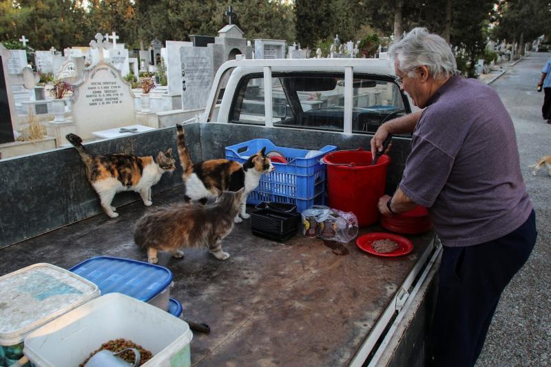 meo hoang o Cyprus anh 5