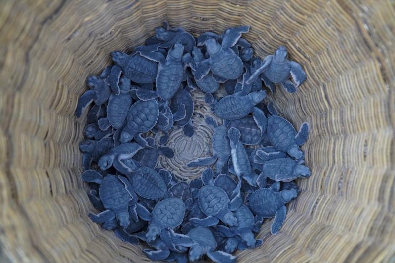 vuon quoc gia con dao anh 22