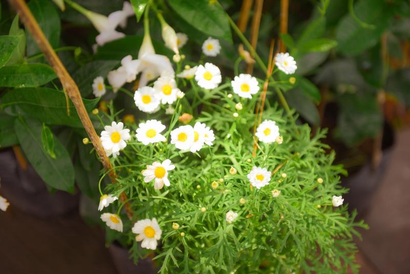 Da Lat anh 23