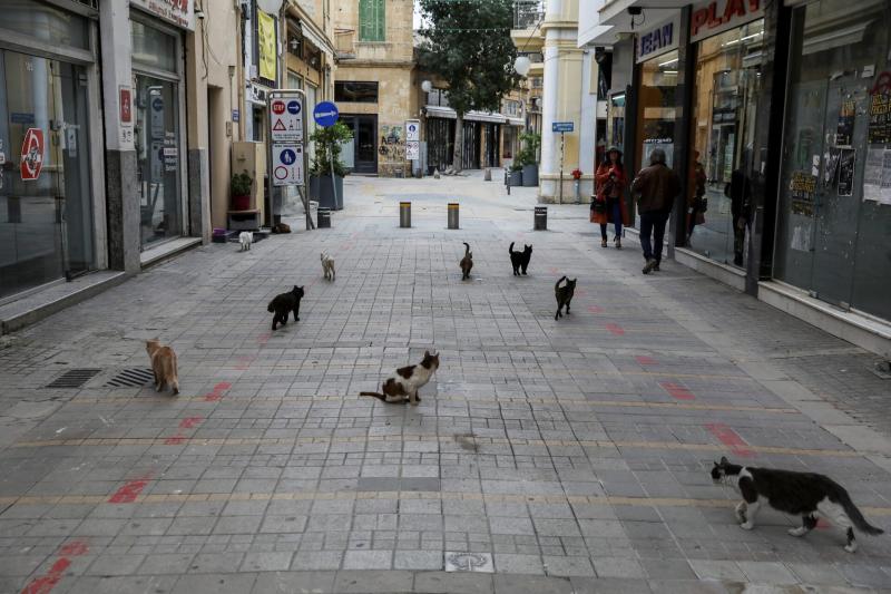 meo hoang o Cyprus anh 1