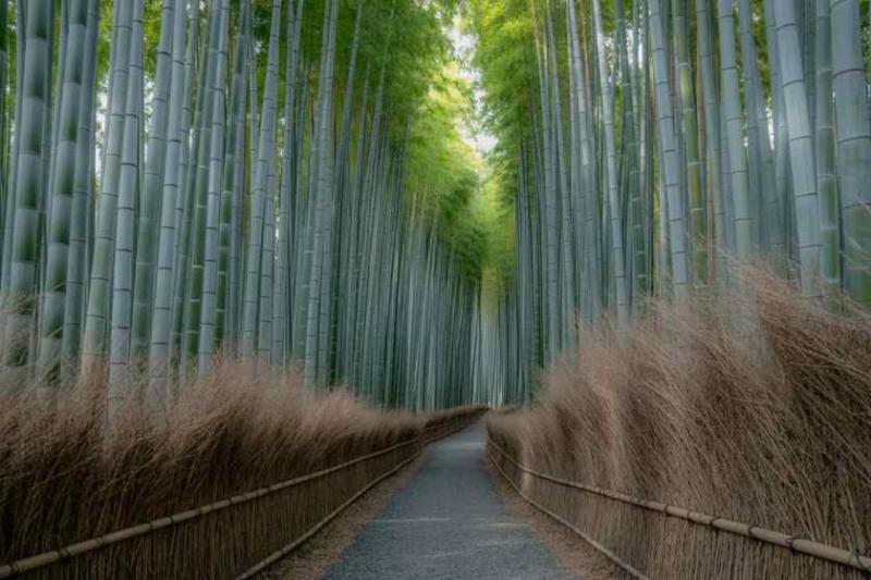 rung tre Arashiyama anh 6