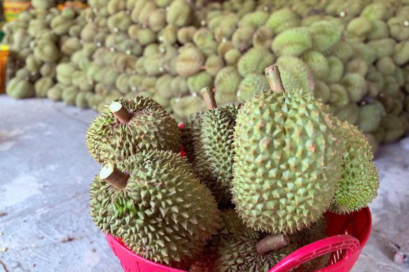 thu mua sau rieng,  gia sau rieng,  sut giam manh anh 2