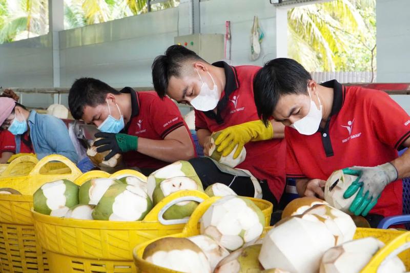 dua Ben Tre,  dua Viet Nam anh 1