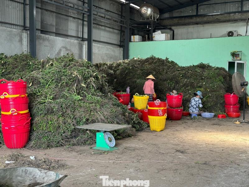 trung quoc mua cau,  gia cau,  cau quang ngai anh 5
