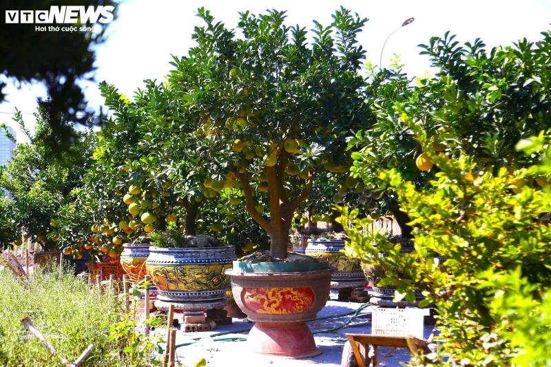 Buoi Dien anh 7
