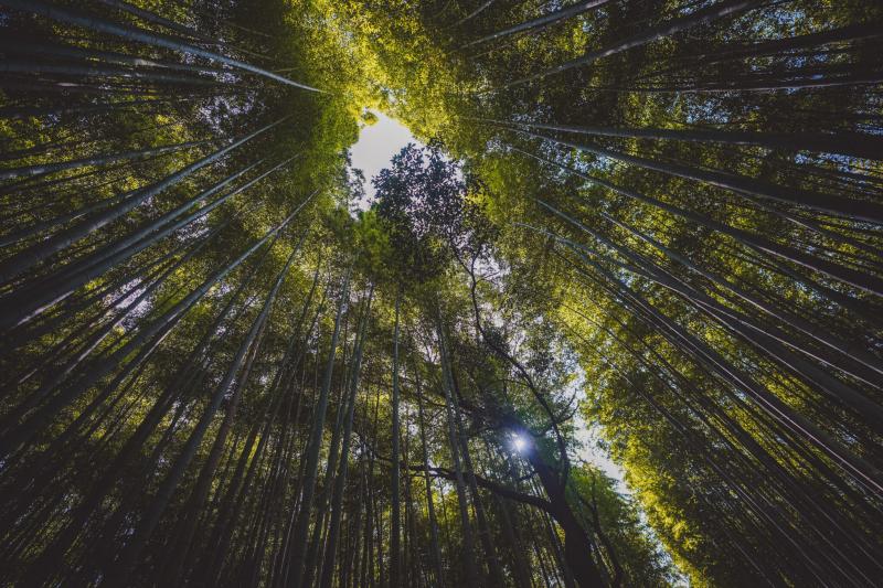 rung tre Arashiyama anh 3