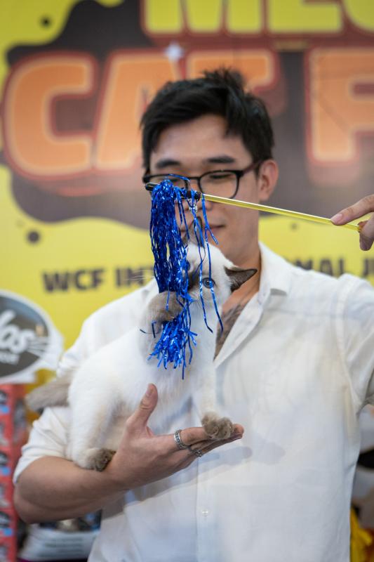 meo xau nhat,  Naomi,  thi hoa hau meo,  hoa hau meo,  WCF Cat Show 2025,  meo Xiem co Naomi,  cuoc thi meo TP.HCM anh 10