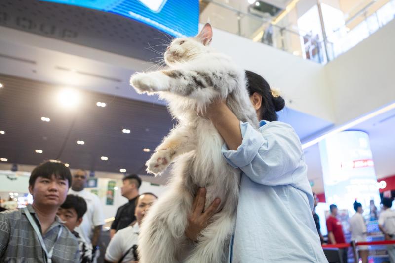 meo xau nhat,  Naomi,  thi hoa hau meo,  hoa hau meo,  WCF Cat Show 2025,  meo Xiem co Naomi,  cuoc thi meo TP.HCM anh 5