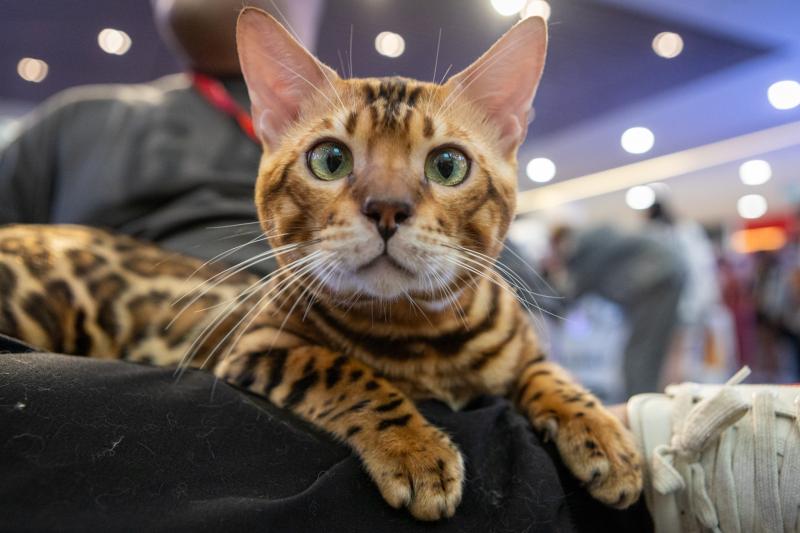 meo xau nhat,  Naomi,  thi hoa hau meo,  hoa hau meo,  WCF Cat Show 2025,  meo Xiem co Naomi,  cuoc thi meo TP.HCM anh 8