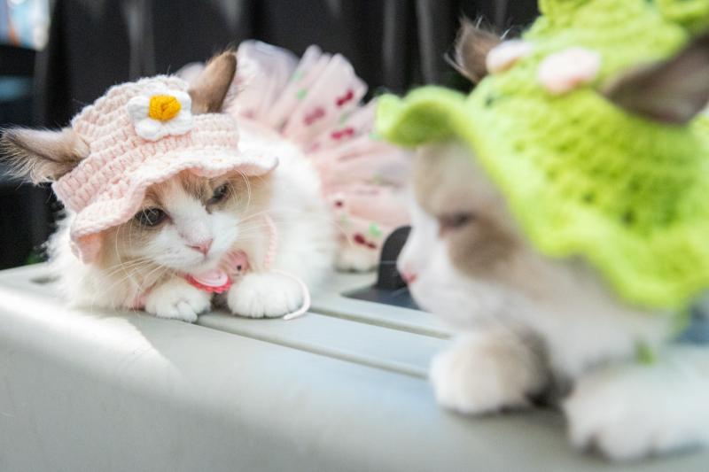 meo xau nhat,  Naomi,  thi hoa hau meo,  hoa hau meo,  WCF Cat Show 2025,  meo Xiem co Naomi,  cuoc thi meo TP.HCM anh 9