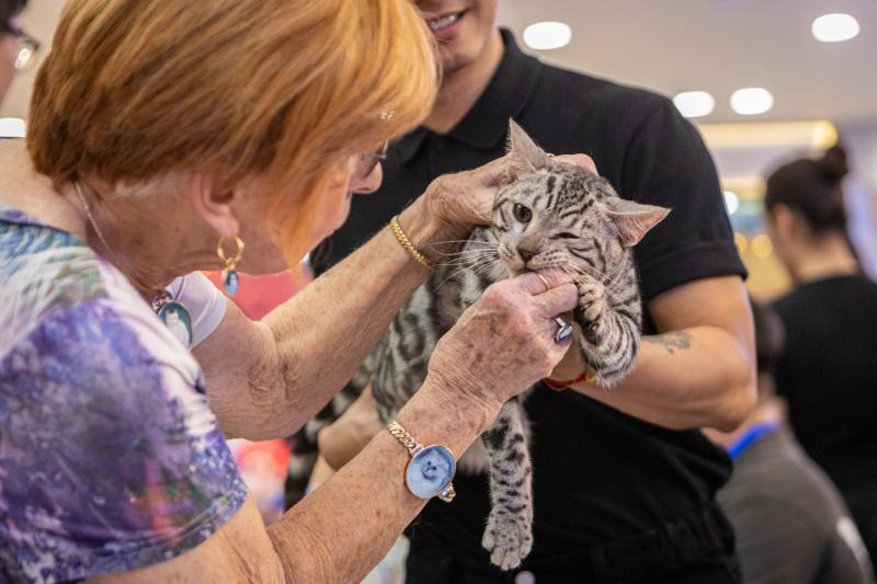 meo xau nhat,  Naomi,  thi hoa hau meo,  hoa hau meo,  WCF Cat Show 2025,  meo Xiem co Naomi,  cuoc thi meo TP.HCM anh 11