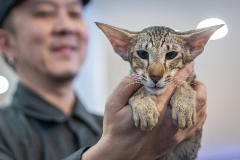 meo xau nhat,  Naomi,  thi hoa hau meo,  hoa hau meo,  WCF Cat Show 2025,  meo Xiem co Naomi,  cuoc thi meo TP.HCM anh 3