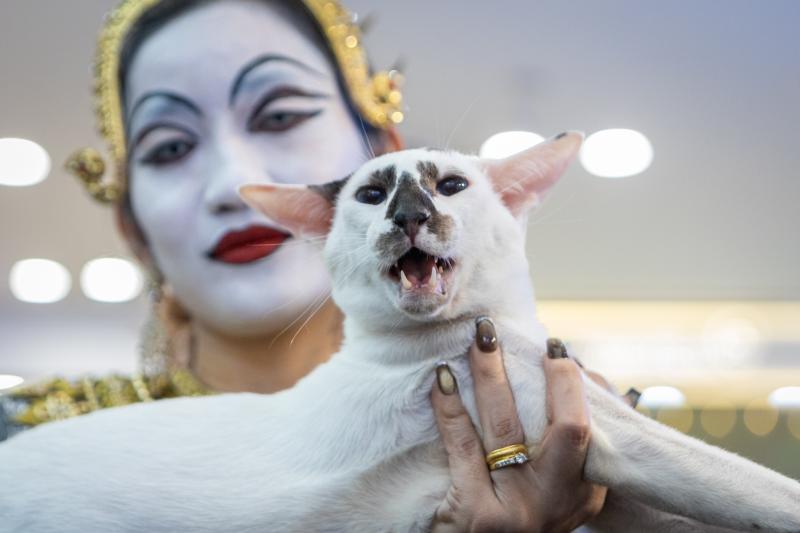 meo xau nhat,  Naomi,  thi hoa hau meo,  hoa hau meo,  WCF Cat Show 2025,  meo Xiem co Naomi,  cuoc thi meo TP.HCM anh 2