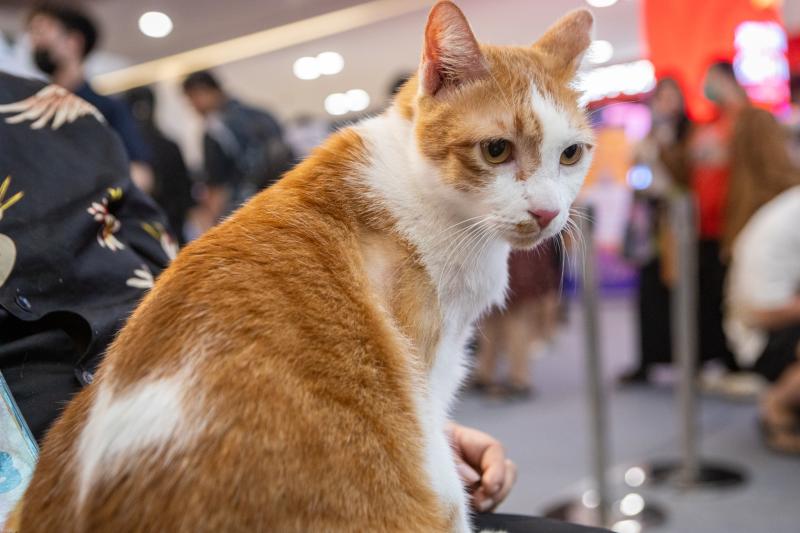 meo xau nhat,  Naomi,  thi hoa hau meo,  hoa hau meo,  WCF Cat Show 2025,  meo Xiem co Naomi,  cuoc thi meo TP.HCM anh 7