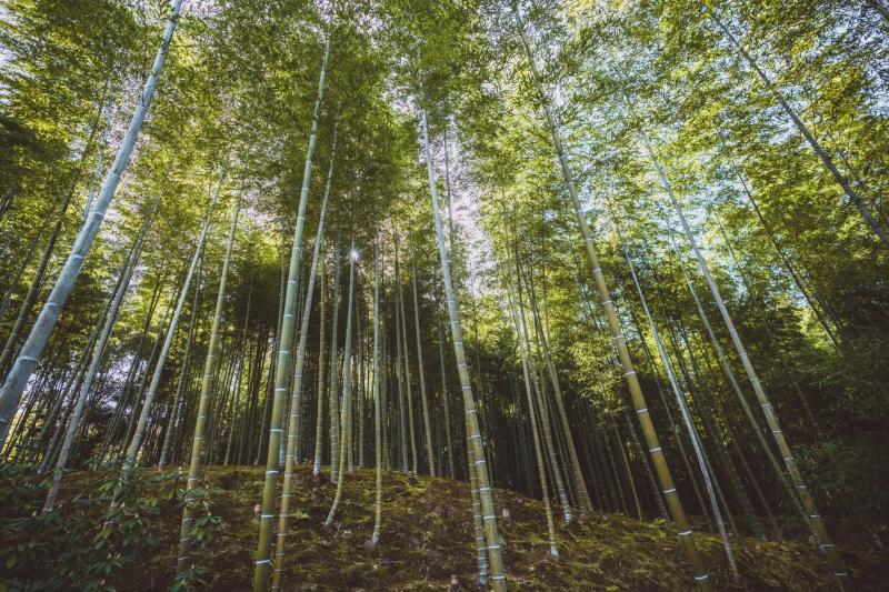 rung tre Arashiyama anh 5