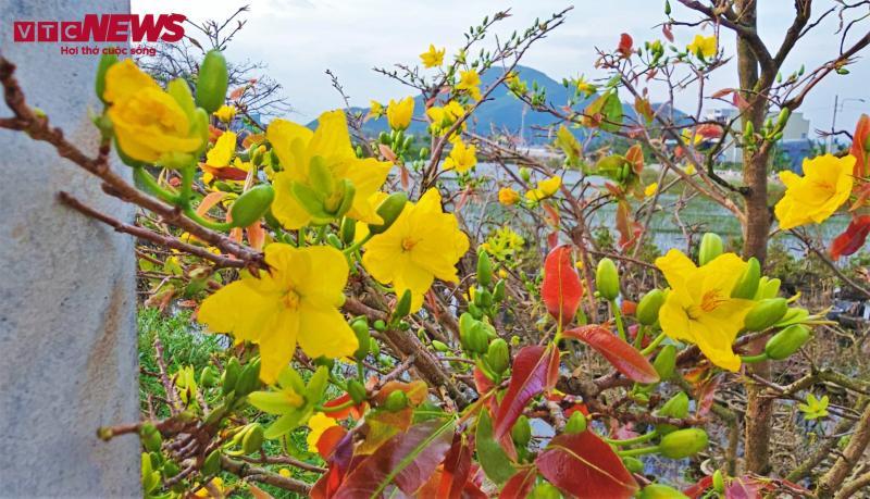 thu phu mai vang anh 6