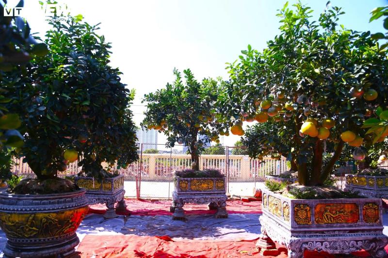 Buoi Dien anh 1