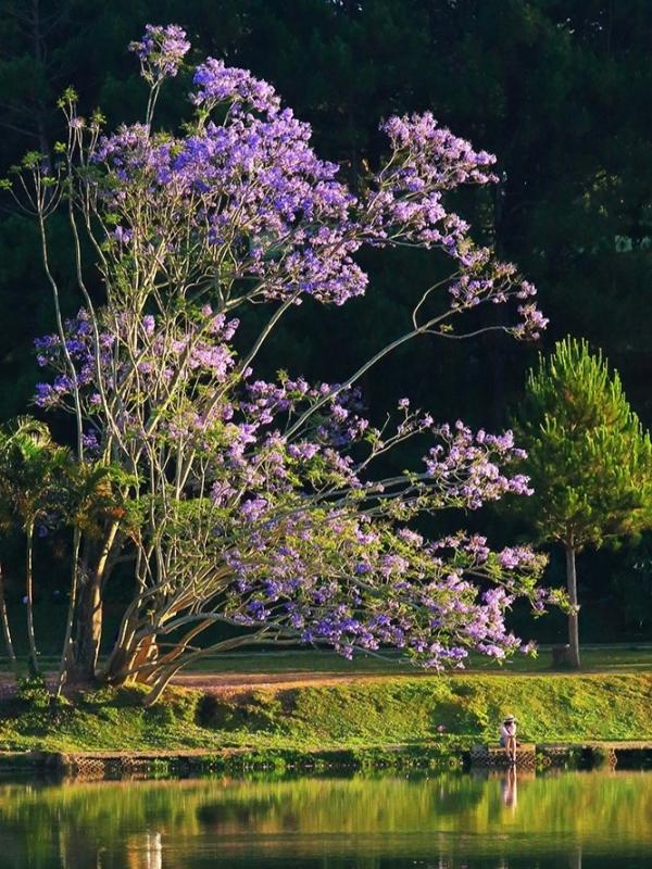 phuong tim Da Lat anh 5