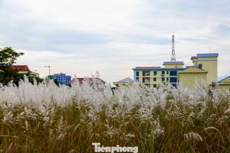 Co lau Da Nang anh 11