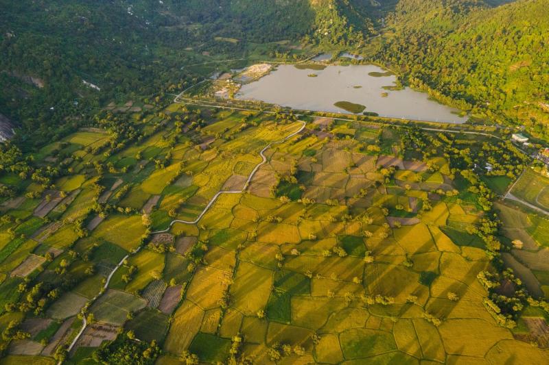 dong lua An Giang anh 7