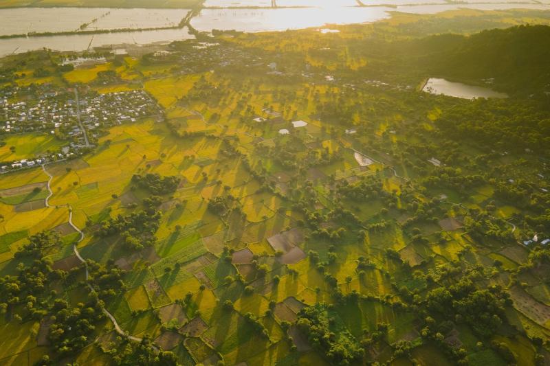 dong lua An Giang anh 1