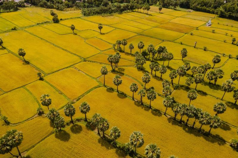 dong lua An Giang anh 2