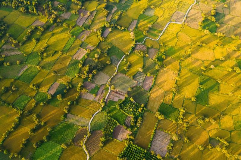dong lua An Giang anh 3