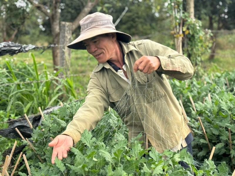 hoa cuc tet anh 6