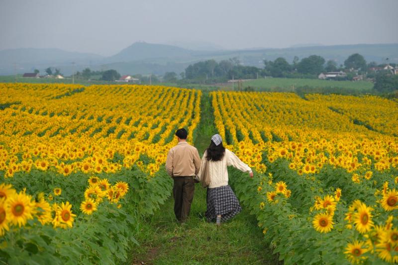 hoa huong duong Nghe An anh 4